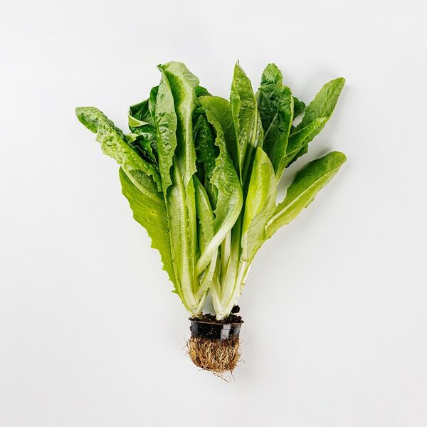 Салат Ромэн в горшочке