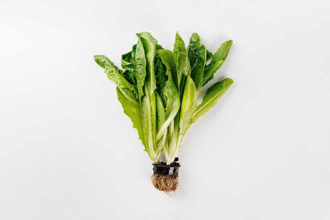 

Салат Ромэн в горшочке