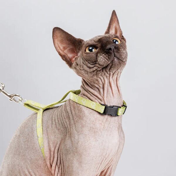 Шлейка с поводком нейлоновые для кошек, 1х37 см, длина поводка 120 см, зеленый