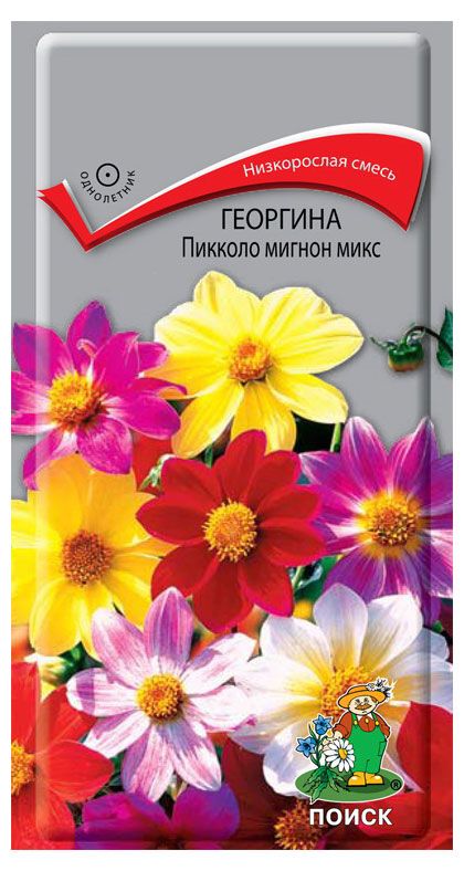 

Семена Поиск Георгина Мигнон микс