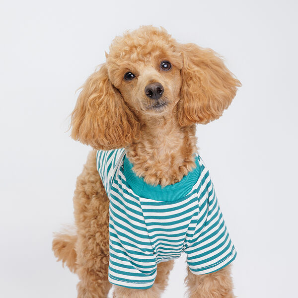 Petmax Футболка зеленая полоска с мишкой XL