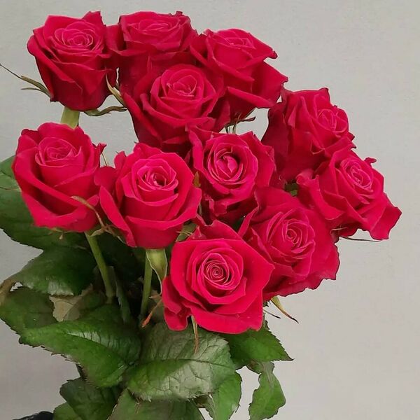 Букет 11 роз под ленту