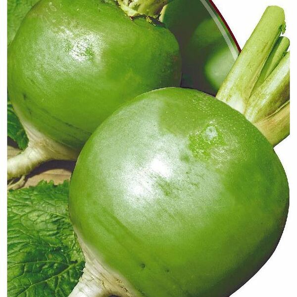 Редька Маргеланская ТМ Agroni (Агрони)