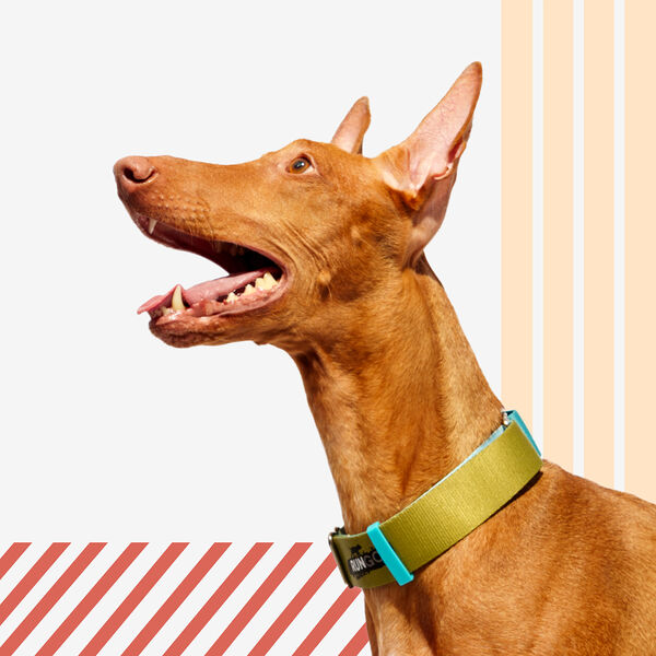 Ошейник для собак Rungo Мартингейл Wide голубой-зеленый, объем шеи 32-43 см ширина ремешка 3.8 см