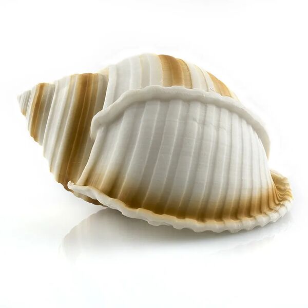 Декорация пластиковая для аквариума Ракушка Кассис, 9х7х5 см