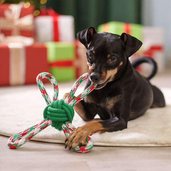 Игрушка для собак Мяч веревочный с петлями, 23х17х6,5 см