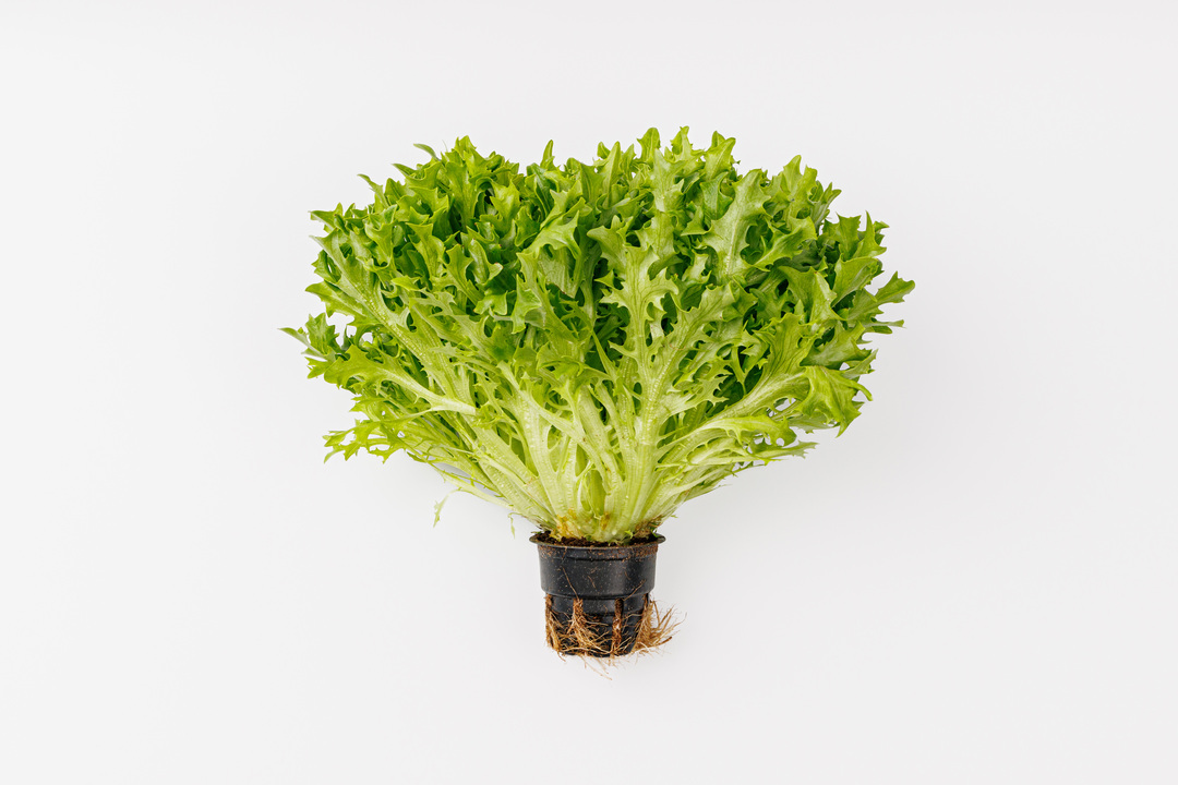 

Салат латук экзакт 1 шт. 120 г