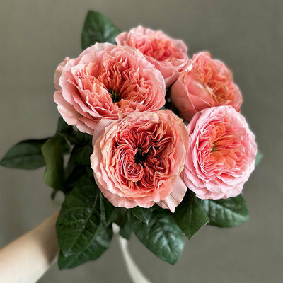 Роза премиум пионовидная Мандарин Экспрешен, 5 шт.