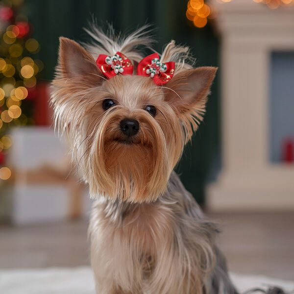 Галстук-бант Petmax новогодний карамель