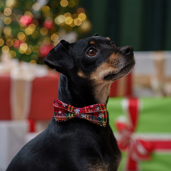 Галстук-бант Petmax красная клетка со снегом с застежкой