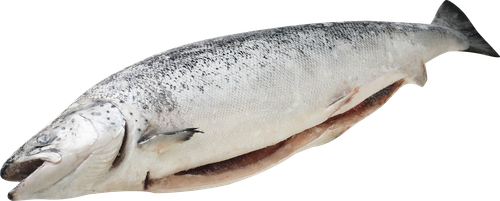 

Лосось свежемороженый с головой Чили вес