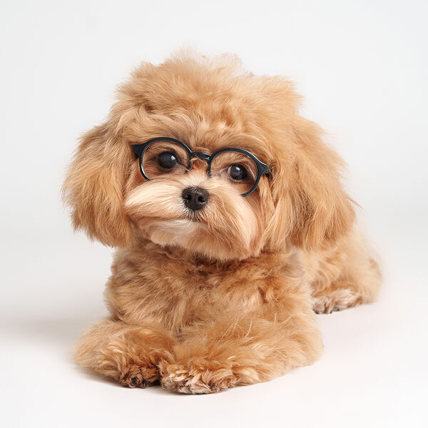 Очки профессора Rurri