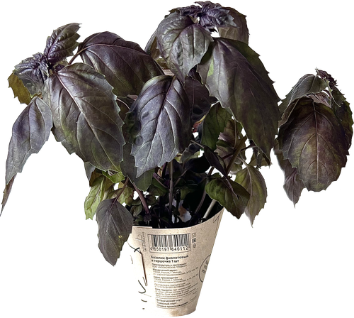 

Базилик фиолетовый Травки с грядки в горшочке 1 шт