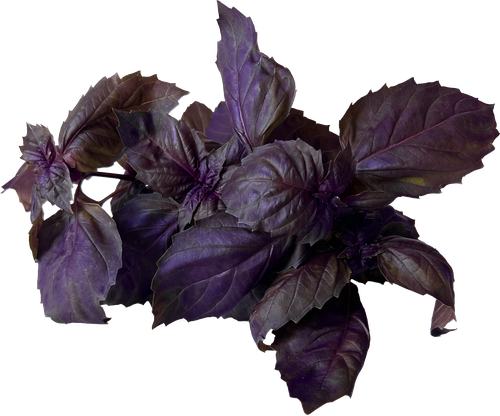 

Базилик фиолетовый Травки с грядки в горшочке 1 шт