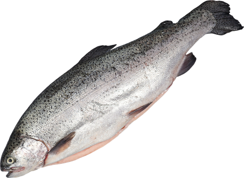 

Форель ЛЕНТА FRESH СП радужная потр. с/г 0,5-1кг охл вес до 1.0кг