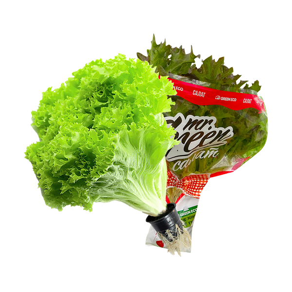 Салат Mr.Green Лолло Бионда в горшке 150 г