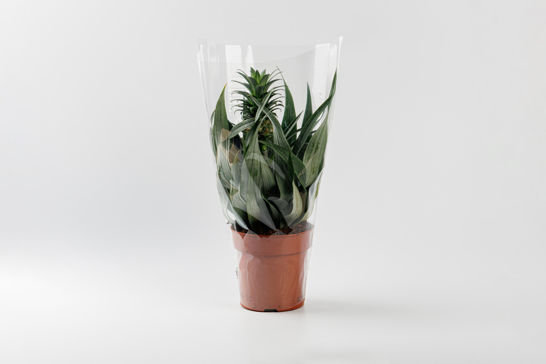 

Горшечное растение Ананас