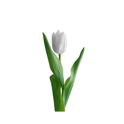 Тюльпан 1 шт.