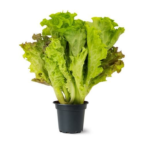 Салат листовой Микс в горшочке 70 г