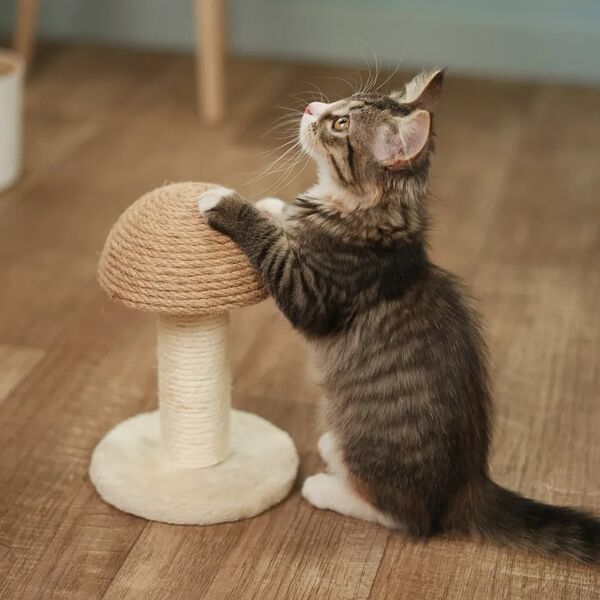 Когтеточка Гриб 22х14.5см