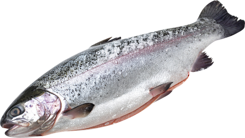 

Форель радужная потрошеная с головой мороженая Лента Fresh вес