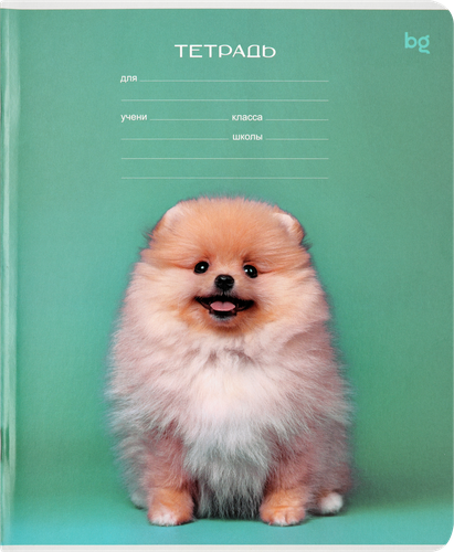 

Тетрадь Биджи 12 л, линия Little animal 1 шт в ассортименте