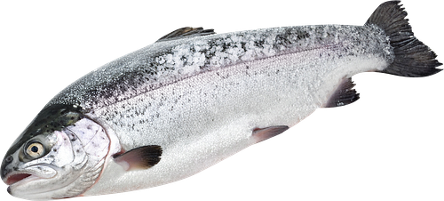 Форель радужная непотрошеная с головой свежемороженая весовая