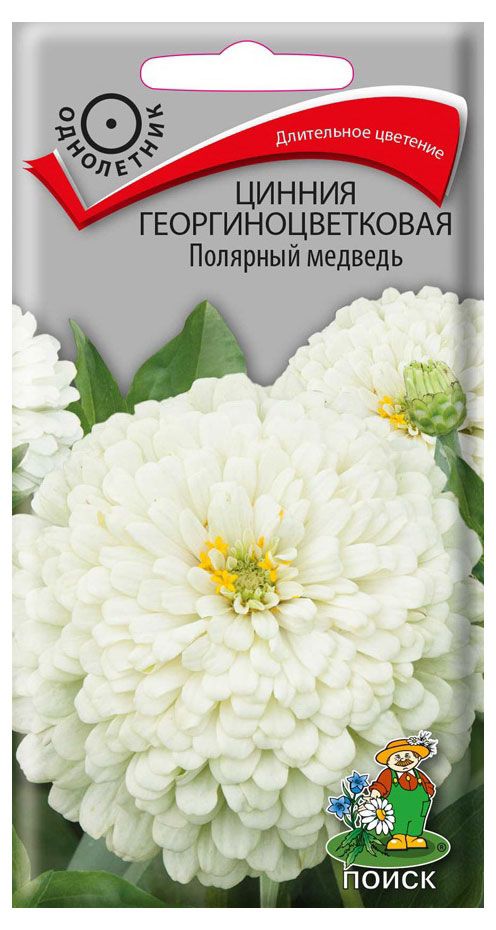 

Семена Поиск Цинния георгиноцветковая В19 Полярный медведь