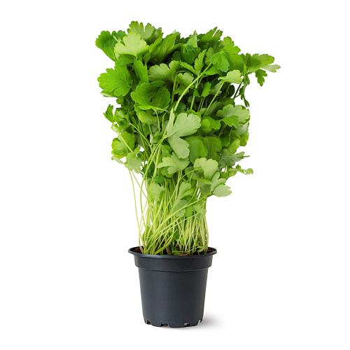 

Зелень Петрушка в горшочке Зеленый Стандарт, Россия