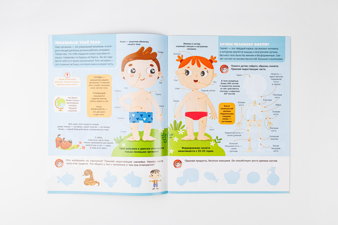 

Книга Играй и приклеивай серия Анатомия