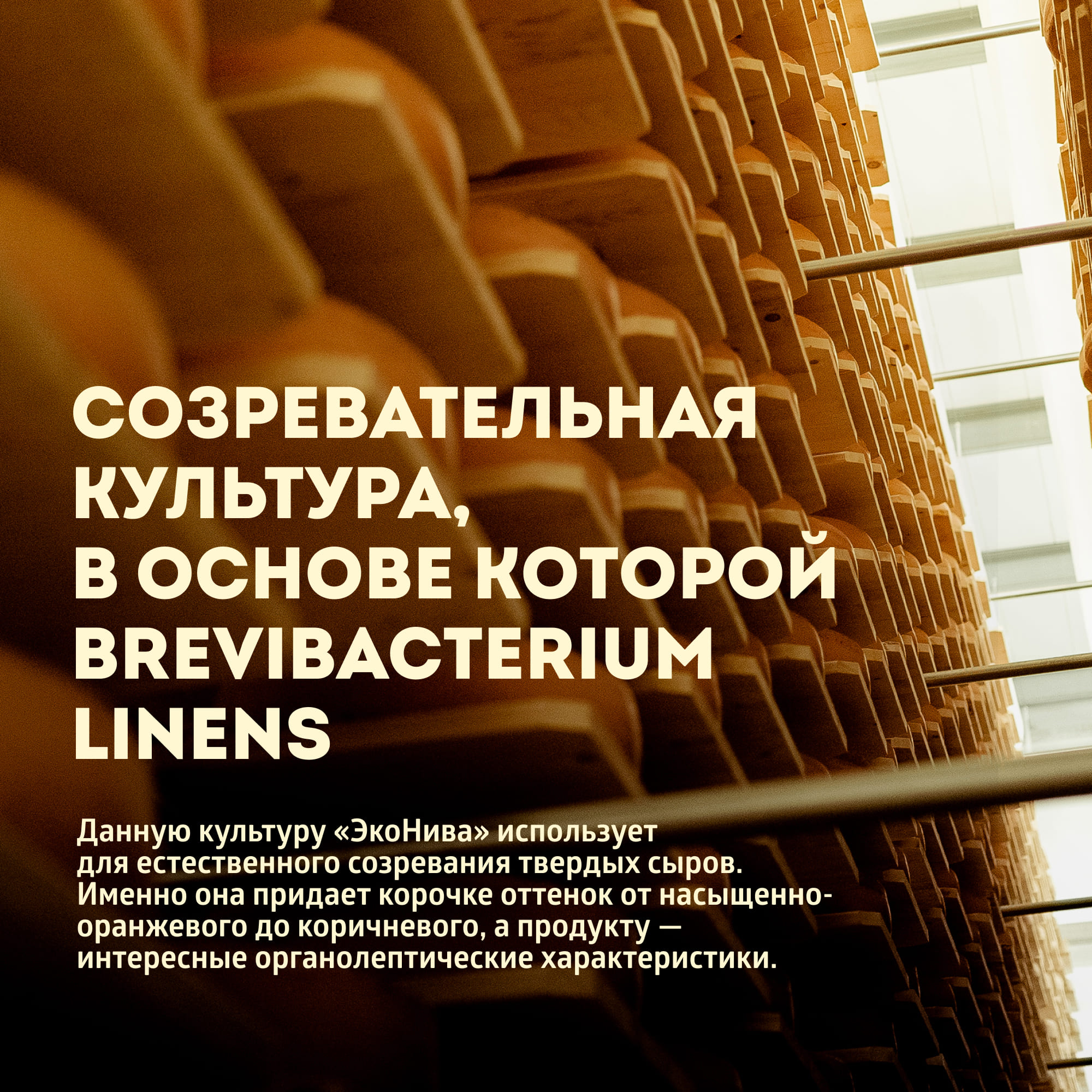 

Сыр твердый ЭкоНива Dürr Gold 50%, 9 месяцев выдержки, весовой