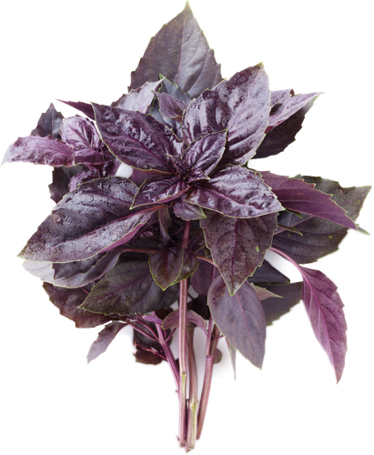 

Базилик красный свежий весовой