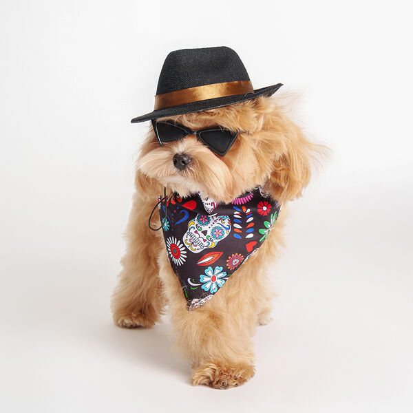 Комплект для собак и кошек Rurri Шляпа очки и бандана №2