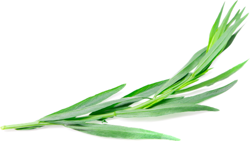 

Тархун (эстрагон) свежий весовой