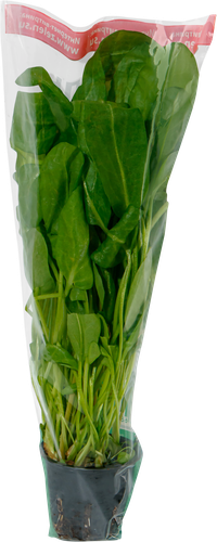 

Щавель Дьяков И.Н. в горшочке 100 г