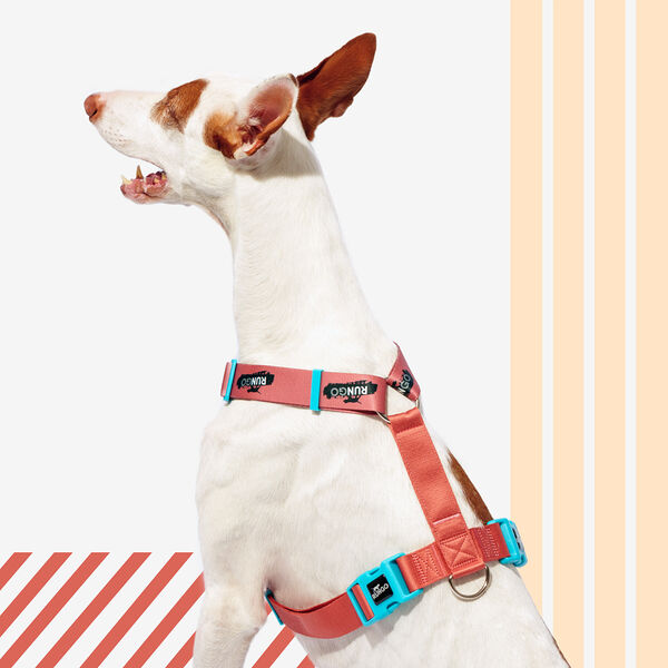 Шлейка для собак Rungo Easy Fit Wide априкот объем груди 62-90 см ширина ремешка 3.8 см