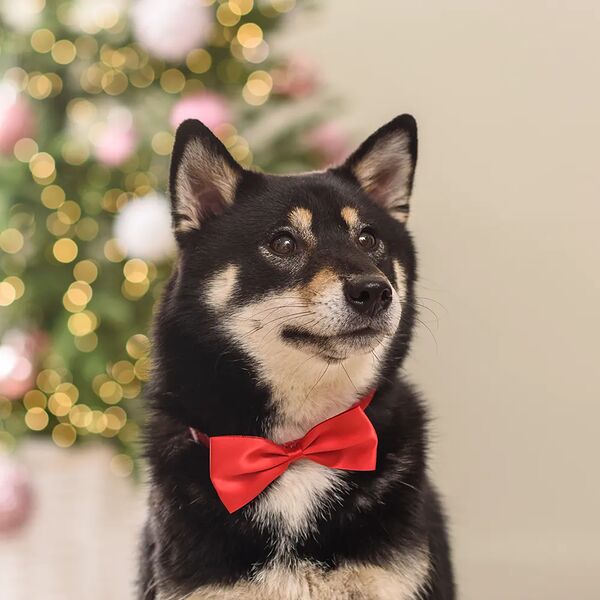 Галстук-бант красный