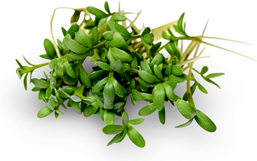 

Микрозелень Кинза, 20г