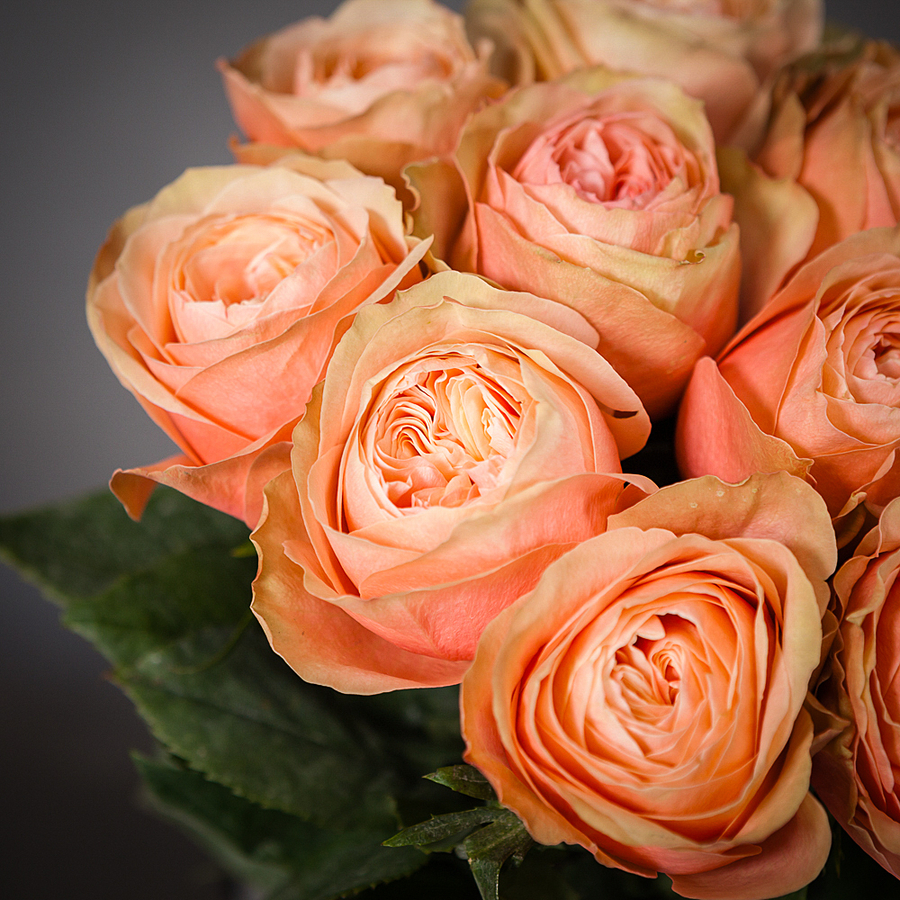 

Монобукет Ирис 11 Роз Kahala под ленту