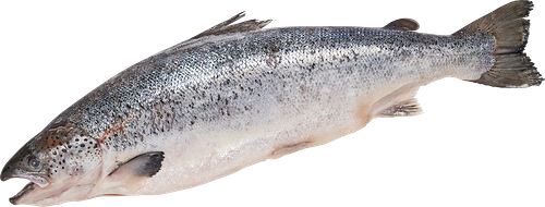 Лосось замороженный весовой