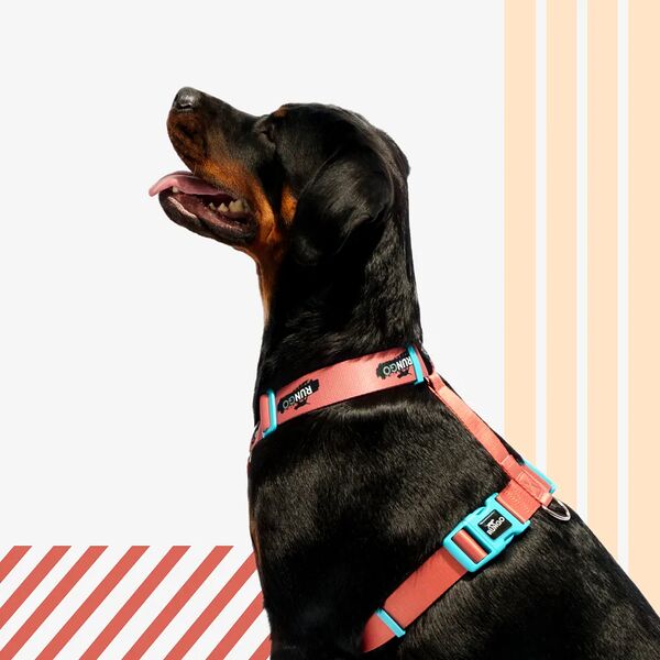 Шлейка для собак Rungo Easy Fit Wide априкот объем груди 85-120 см ширина ремешка 3.8 см