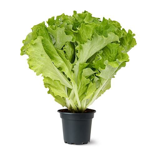 Салат Листовой в горшочке 50 г