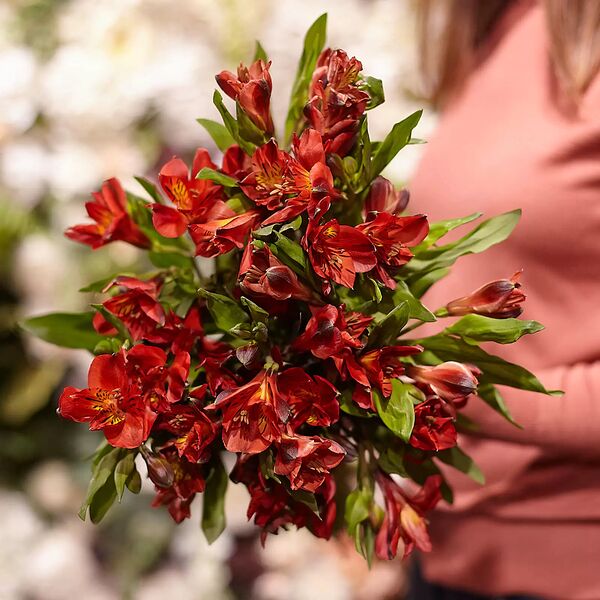Букет из 9 красных альстромерий