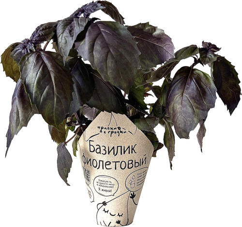 

Базилик фиолетовый Травки с грядки в горшочке 1 шт