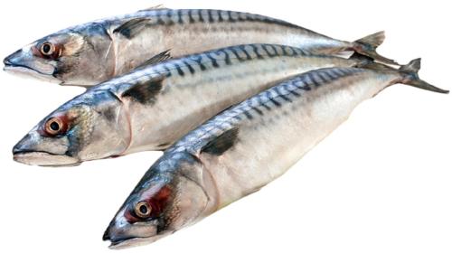 

Скумбрия замороженная неразделанная вес