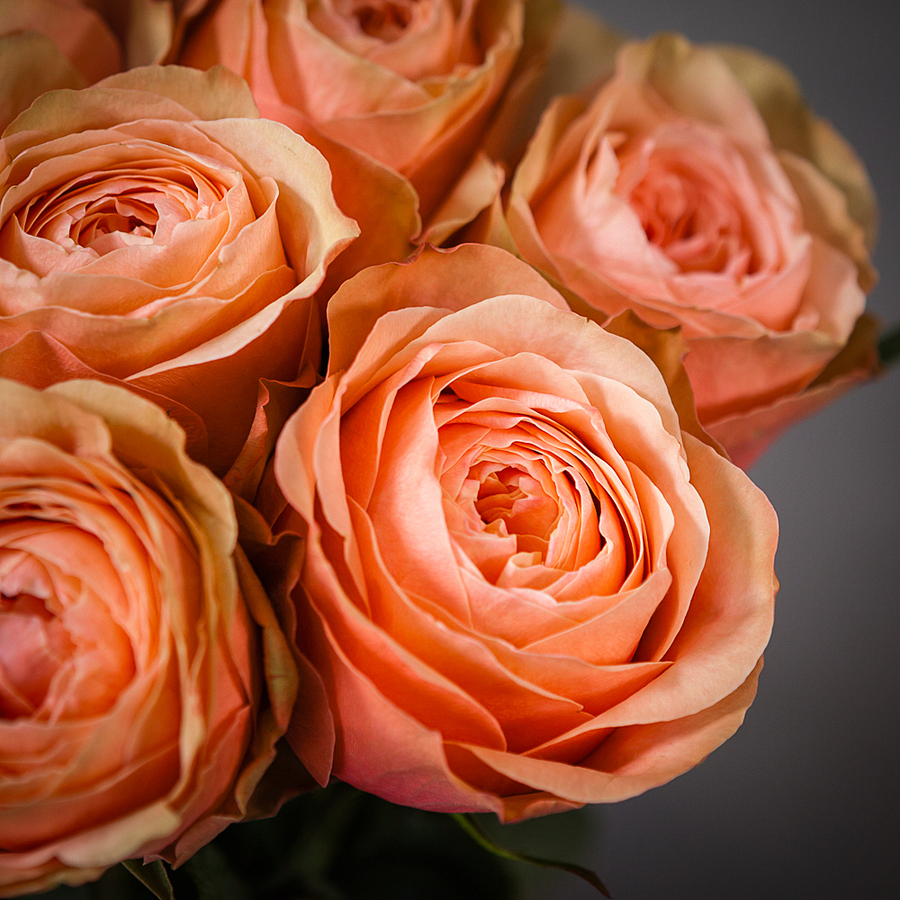 

Монобукет Ирис 11 Роз Kahala под ленту