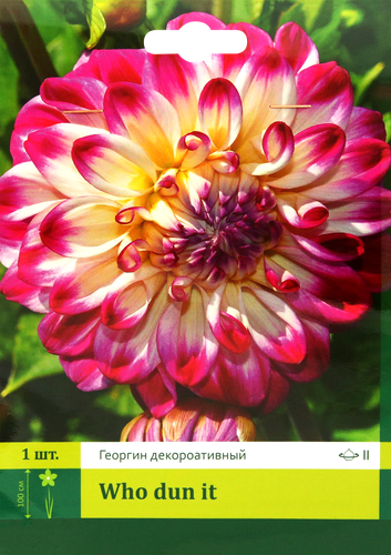 

Корневище ПЕТРОФЛОРА Георгина декоративная Ху дан Ит