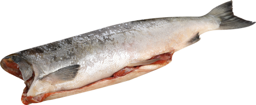 

Кижуч Лента Fresh потрошеный без головы (из замороженного сырья) весовой