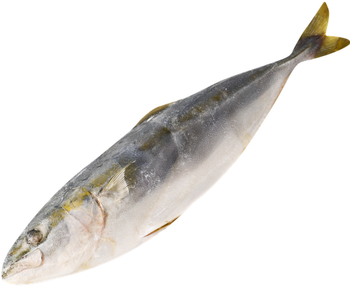 

Лакедра желтохвостая неразделанная мороженая вес