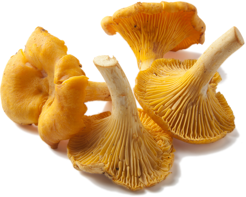 

Грибы свежие Лисички вес